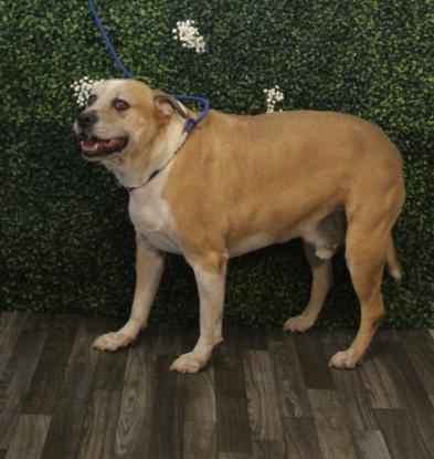 Enlarge Rocco, a ADOPTABLE mixed breed in Irmo, SC image 2/2