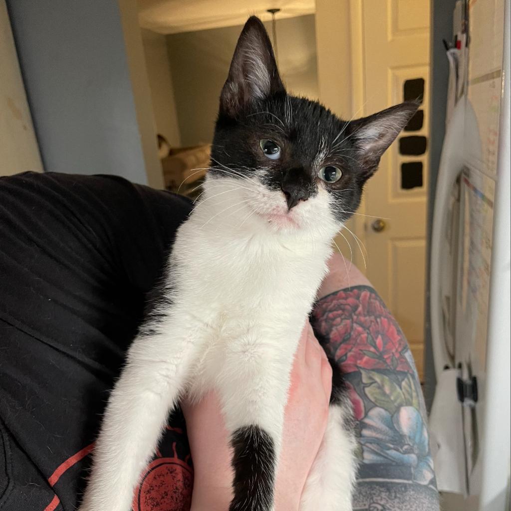 Enlarge Desiree, a Adoptable Domestic Short Hair in PITTSBURGH, PA image 2/3