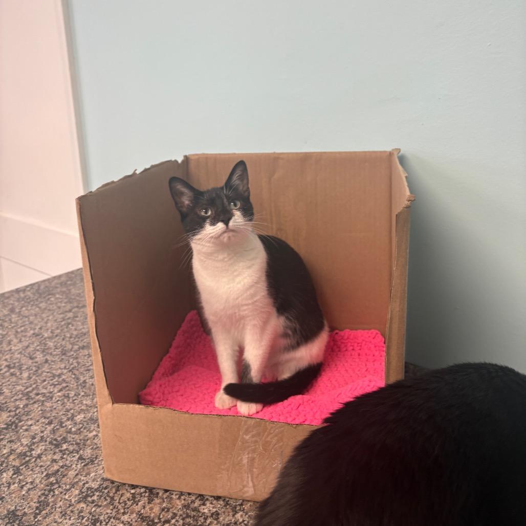 Enlarge Desiree, a Adoptable Domestic Short Hair in PITTSBURGH, PA image 3/3