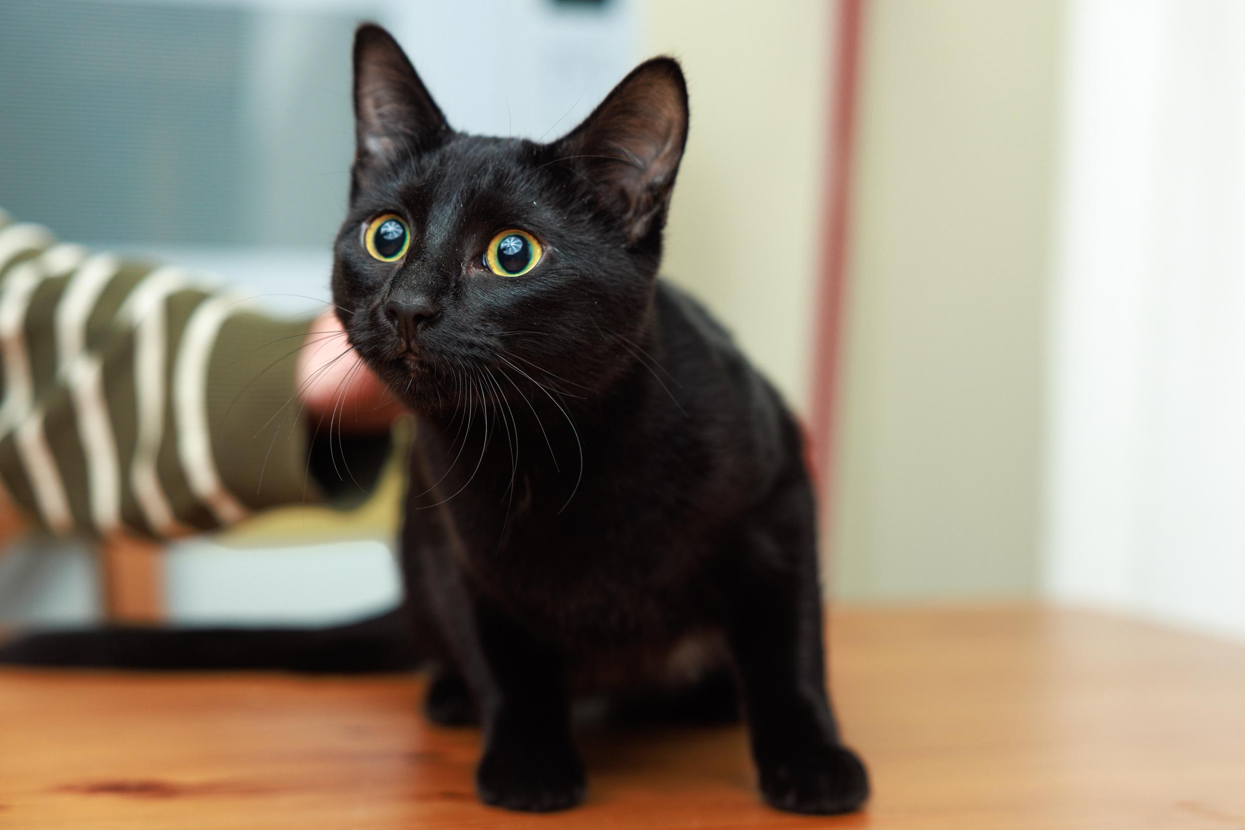 Enlarge Florence and Daisy, a ADOPTABLE mixed breed in Montreal, QC image 3/6