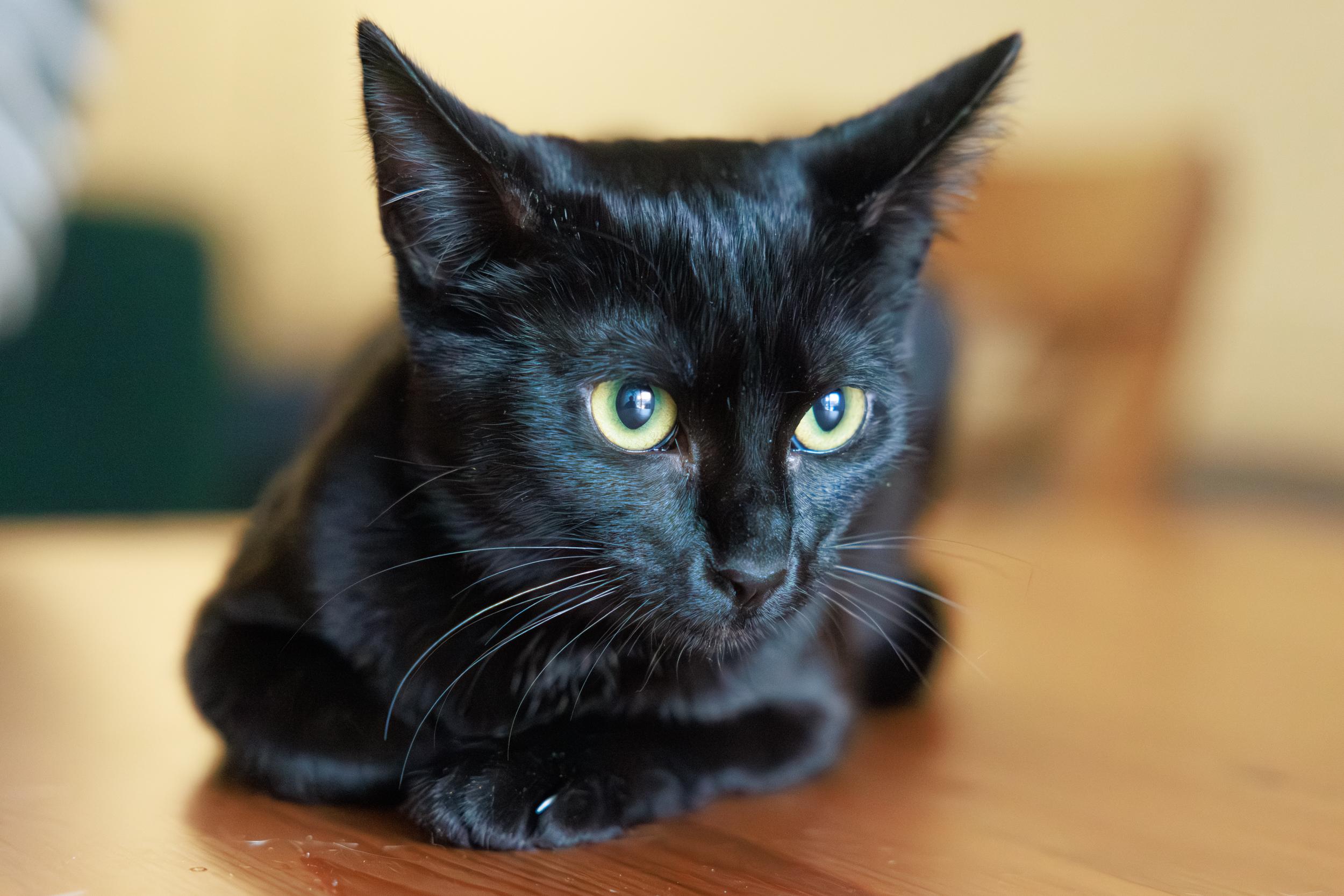 Enlarge Florence and Daisy, a ADOPTABLE mixed breed in Montreal, QC image 4/6