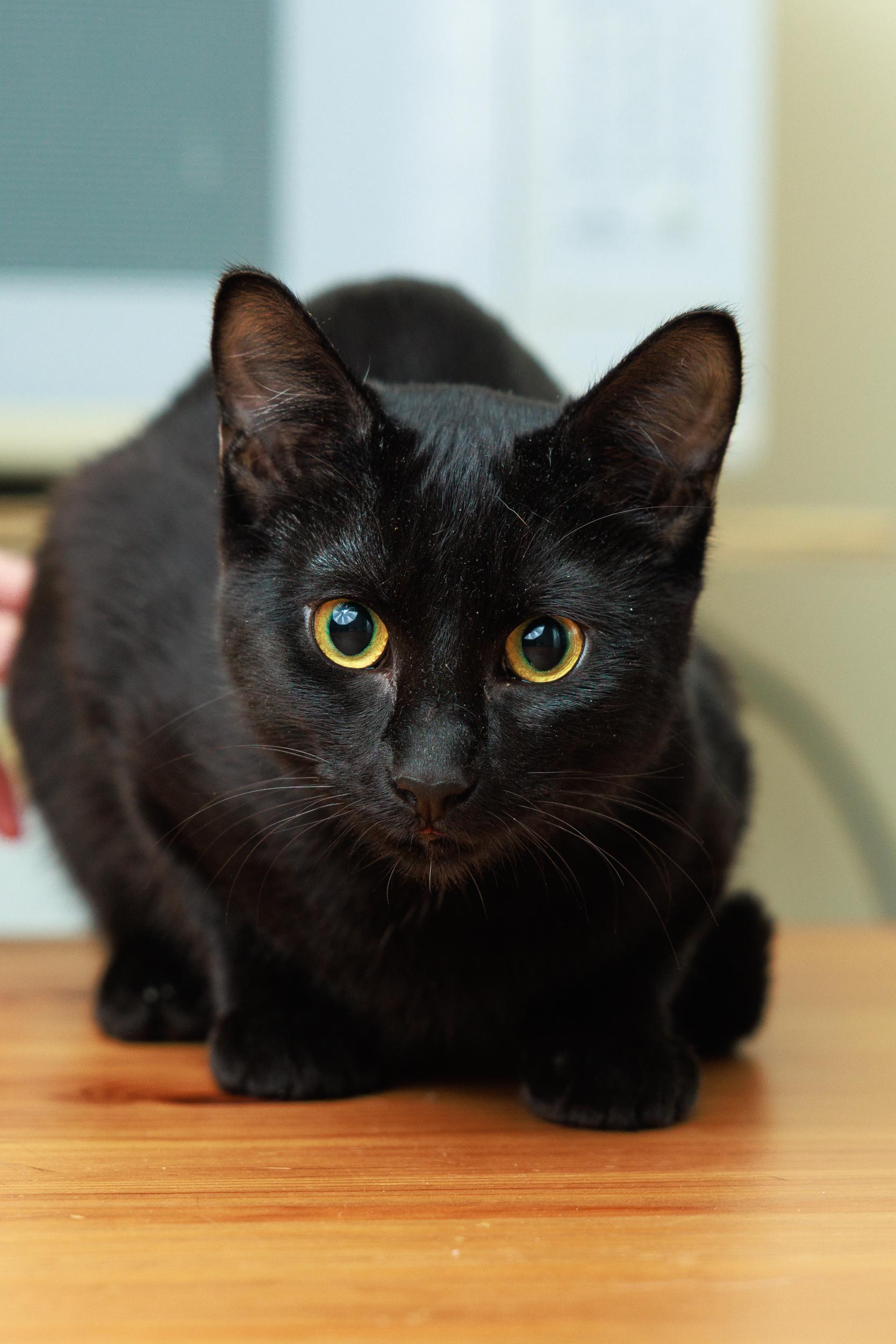 Enlarge Florence and Daisy, a ADOPTABLE mixed breed in Montreal, QC image 2/6