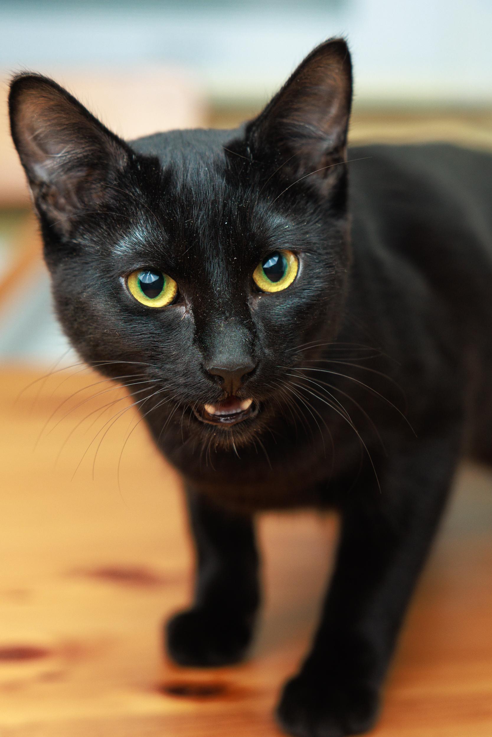 Enlarge Florence and Daisy, a ADOPTABLE mixed breed in Montreal, QC image 5/6