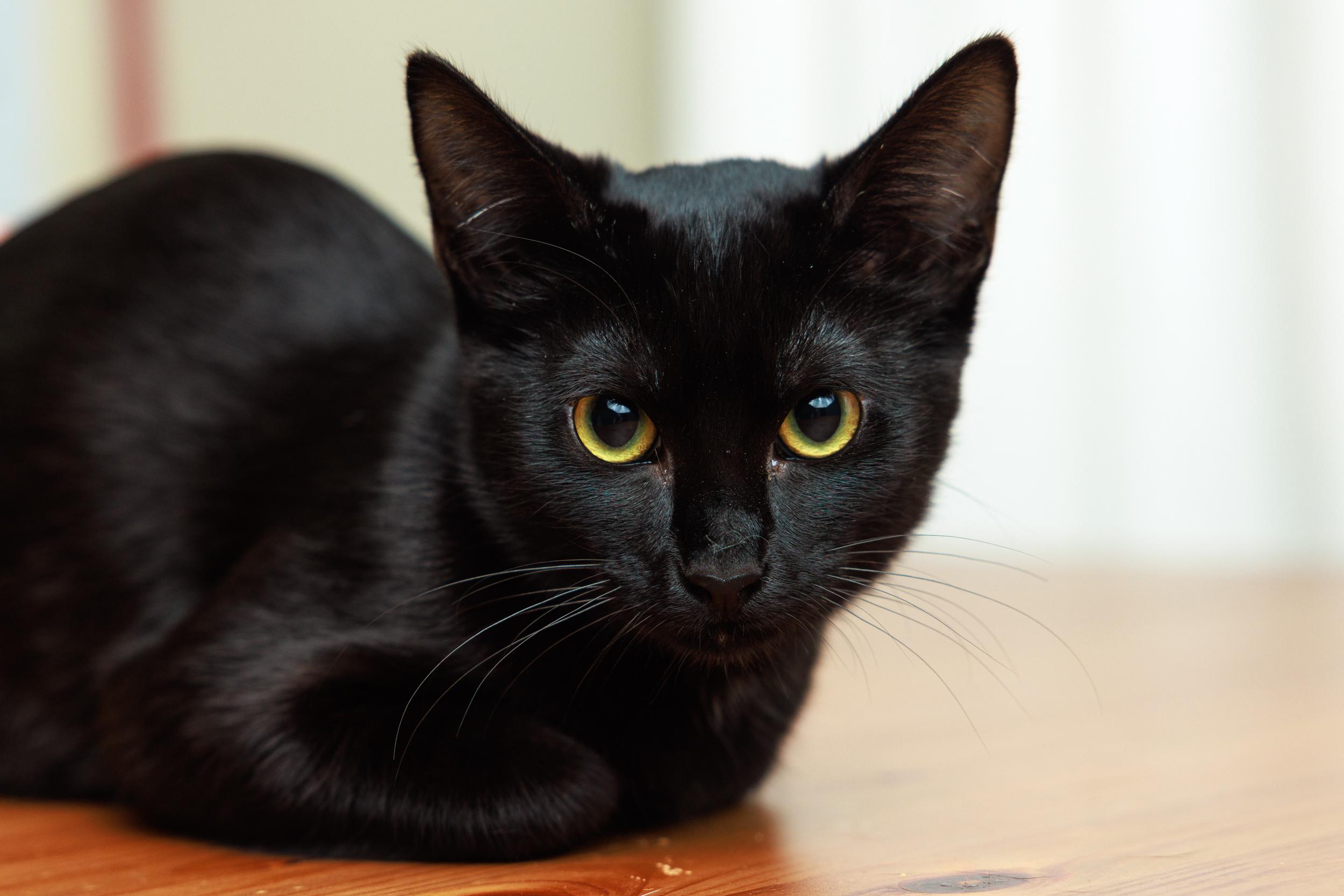 Enlarge Florence and Daisy, a ADOPTABLE mixed breed in Montreal, QC image 6/6