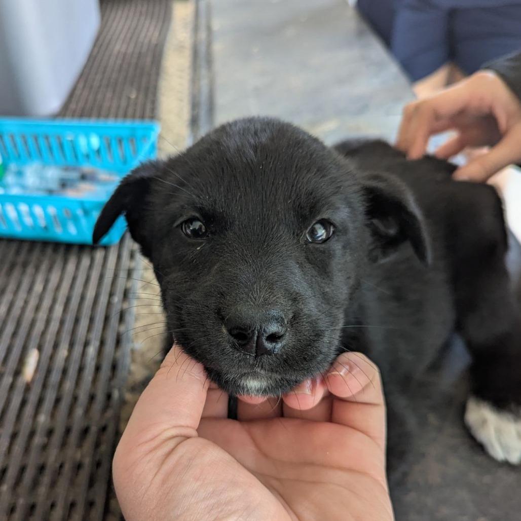 Enlarge Rupee, an adopted mixed breed in Ocala, FL image 3/3