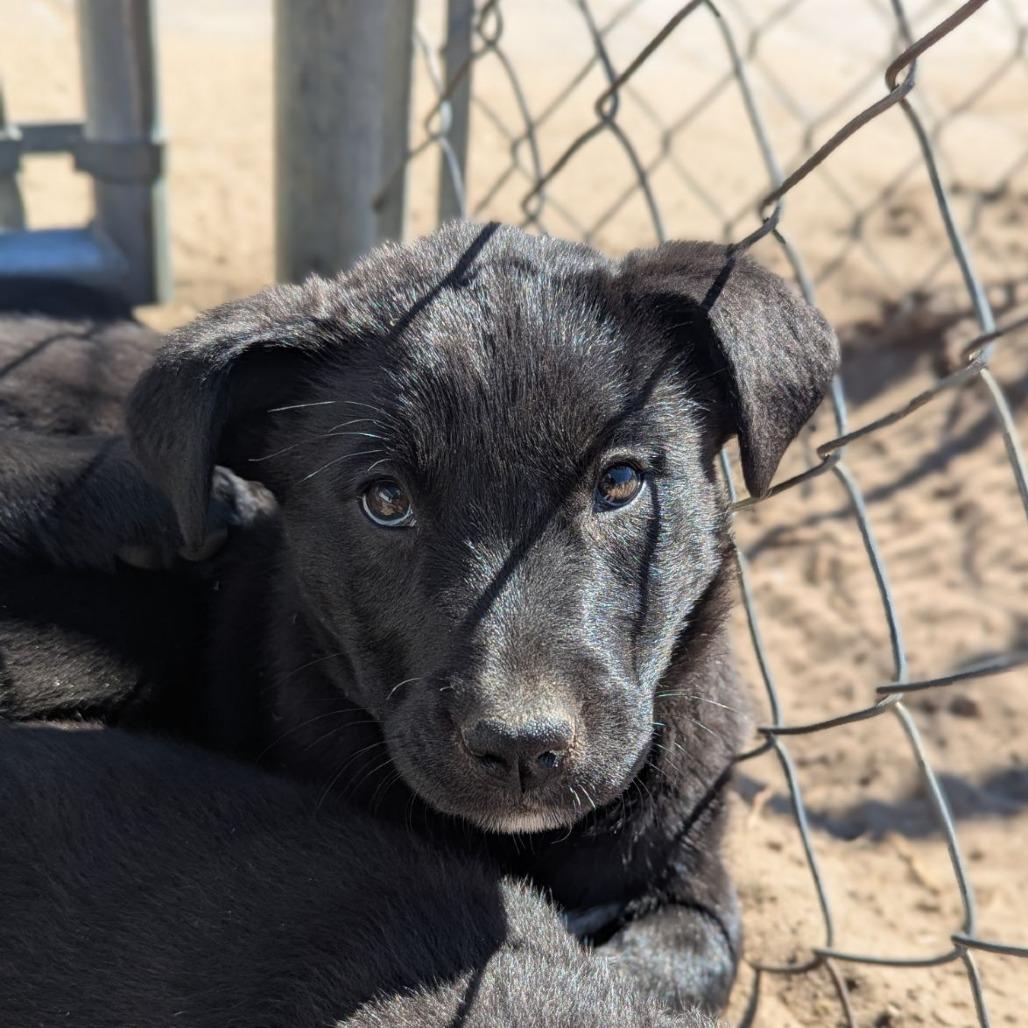Enlarge Rupee, an adopted mixed breed in Ocala, FL image 1/3