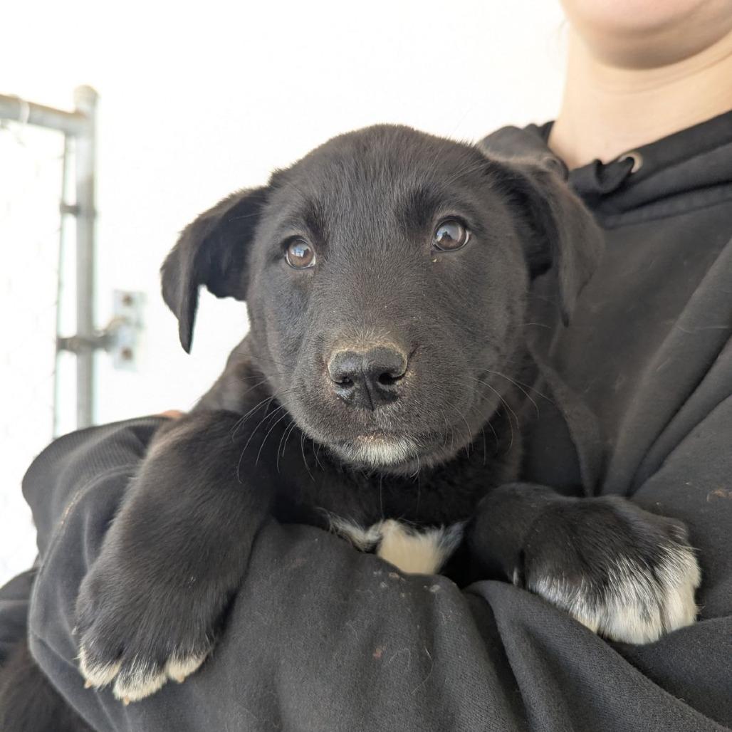 Enlarge Rupee, an adopted mixed breed in Ocala, FL image 2/3