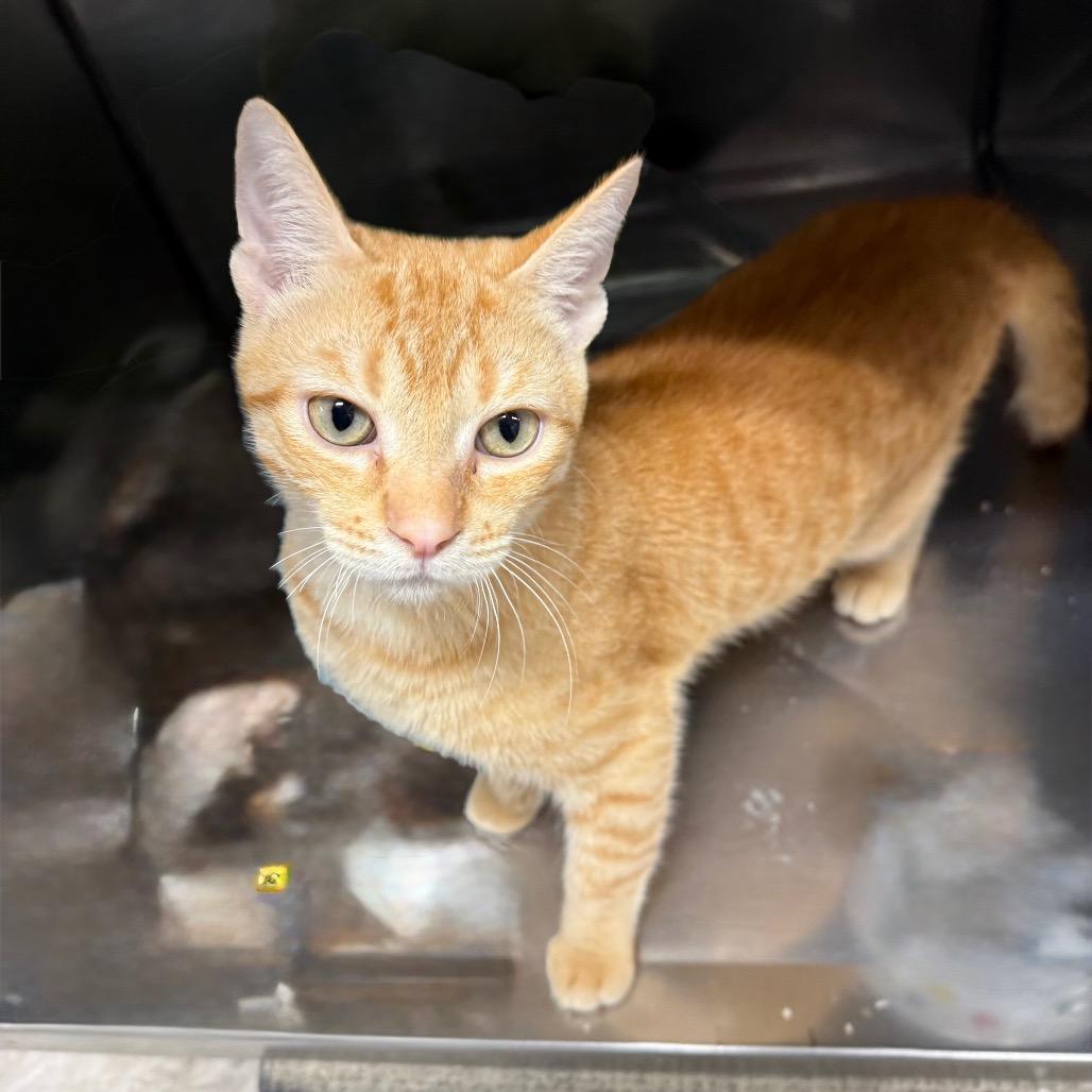 Huckleberry, Adoptable, Young Male Domestic Short Hair.