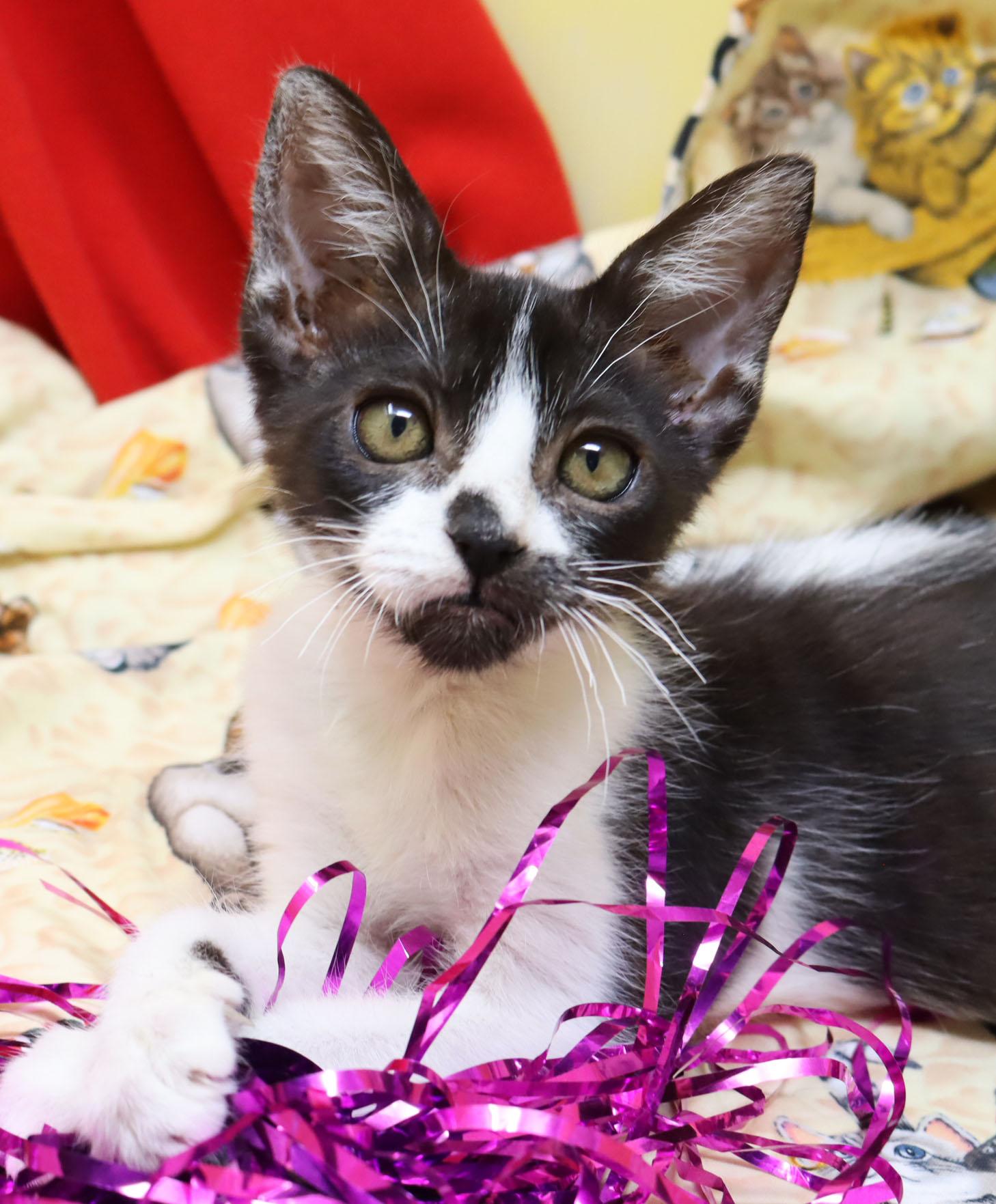 Rolly, Adoptable, Kitten Male Domestic Short Hair.