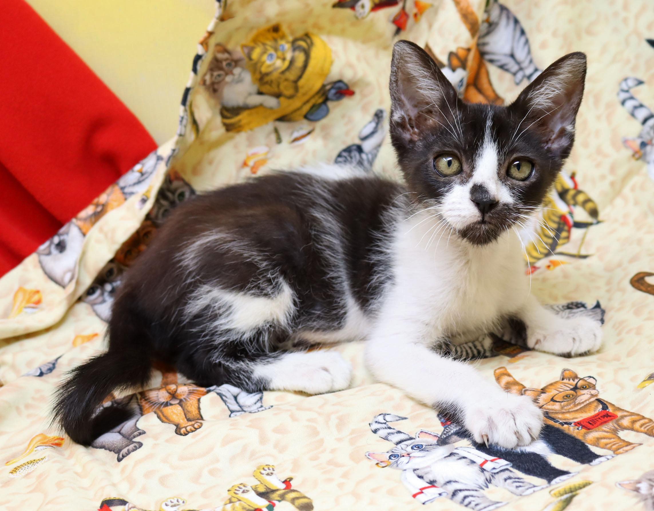 Enlarge Rolly, a Adoptable Domestic Short Hair in Tierra Verde, FL image 2/3