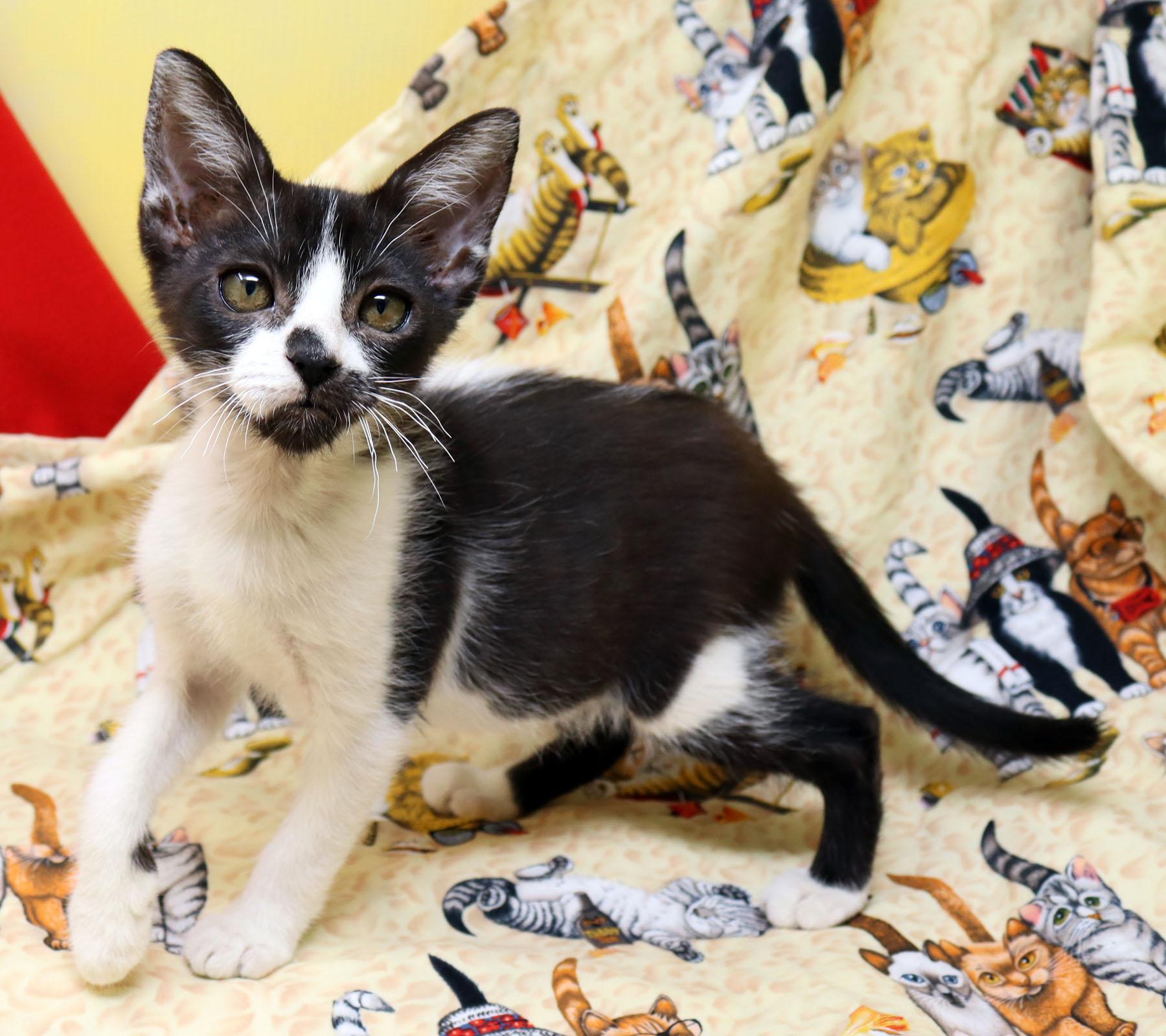 Enlarge Rolly, a Adoptable Domestic Short Hair in Tierra Verde, FL image 3/3