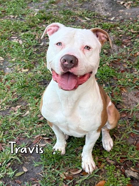 TRAVIS, Adoptable, Young Male American Bulldog.