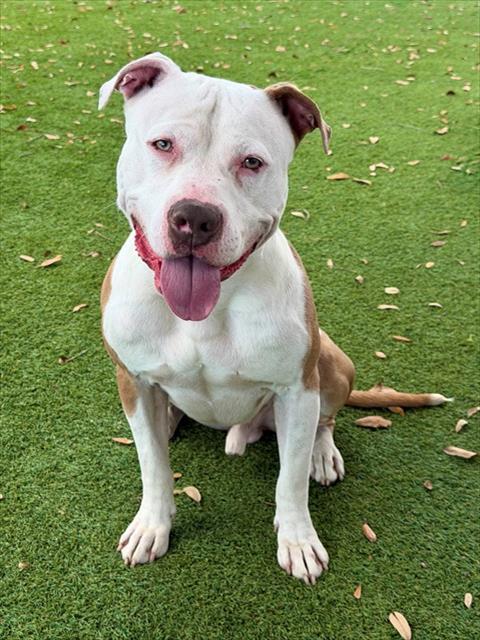 TRAVIS, Adoptable, Young Male American Bulldog.