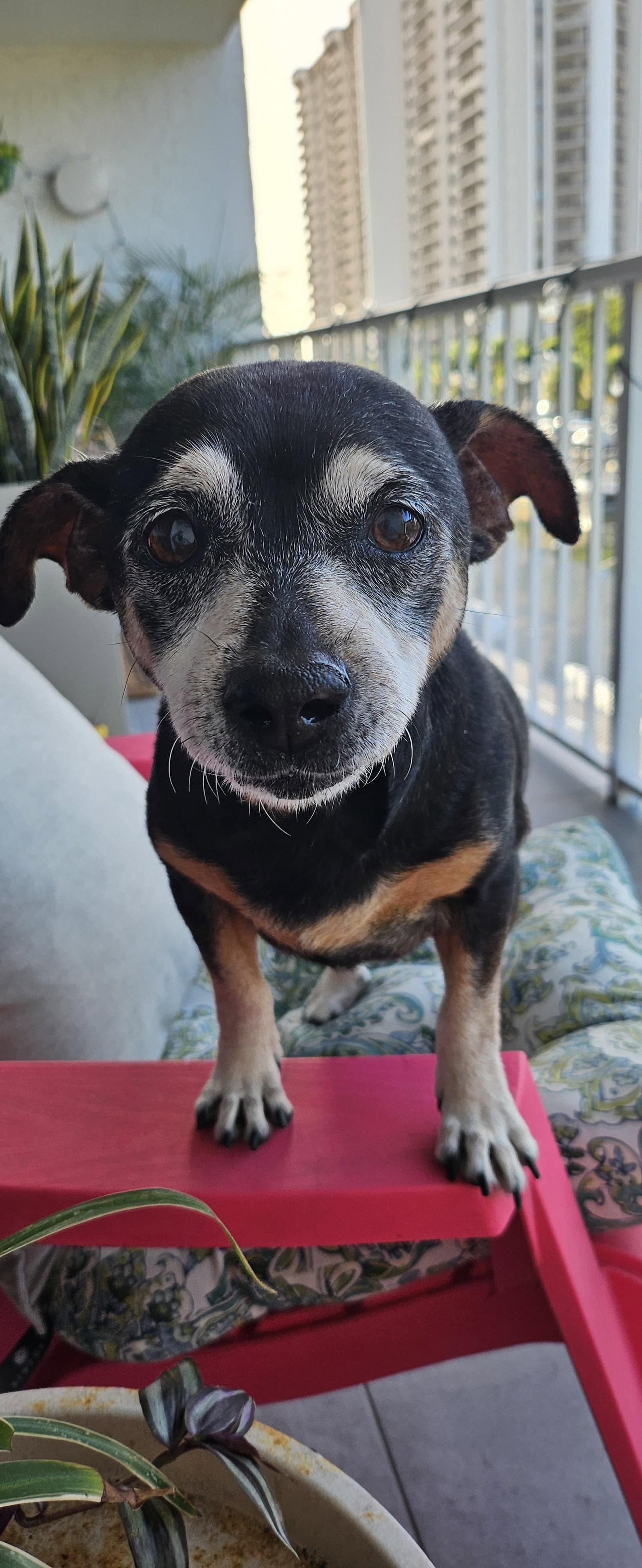 Snyder (being fostered in Miami, FL), a Adoptable mixed breed in Estero, FL image 1/3