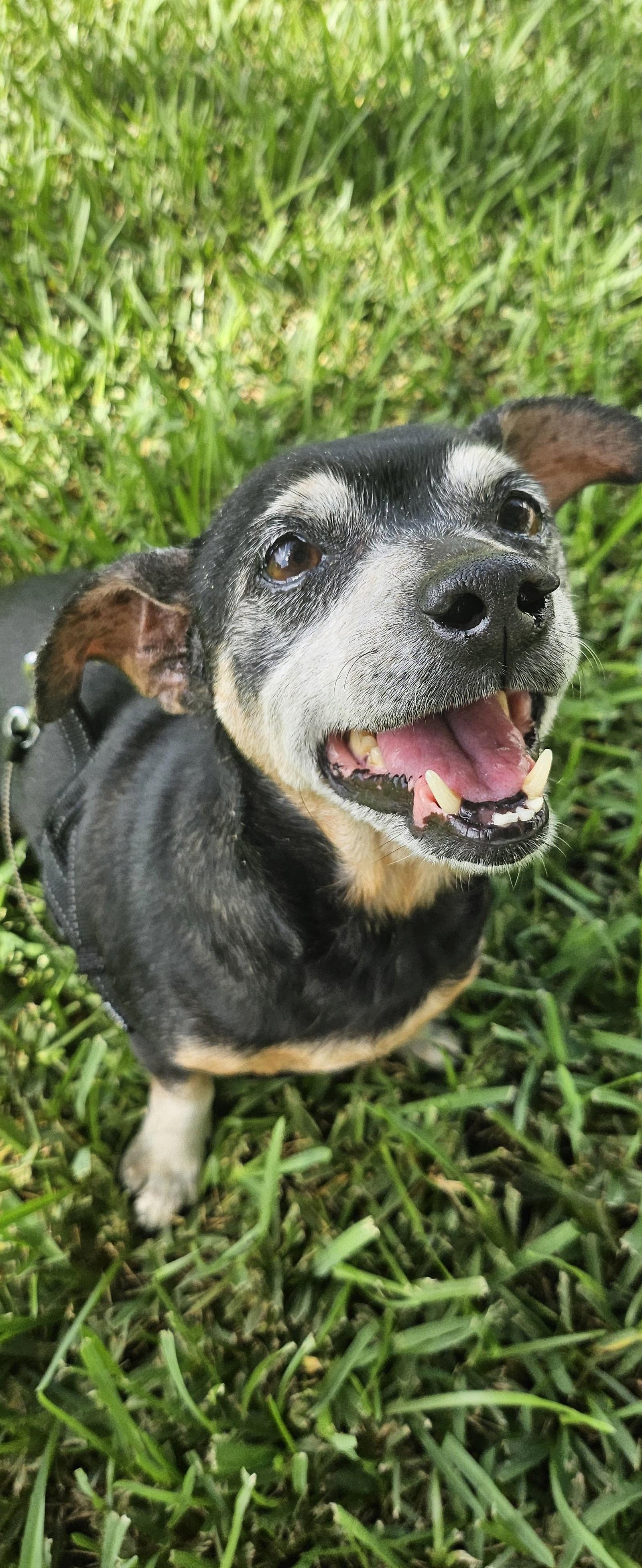 Enlarge Snyder (being fostered in Miami, FL), a Adoptable mixed breed in Estero, FL image 1/3