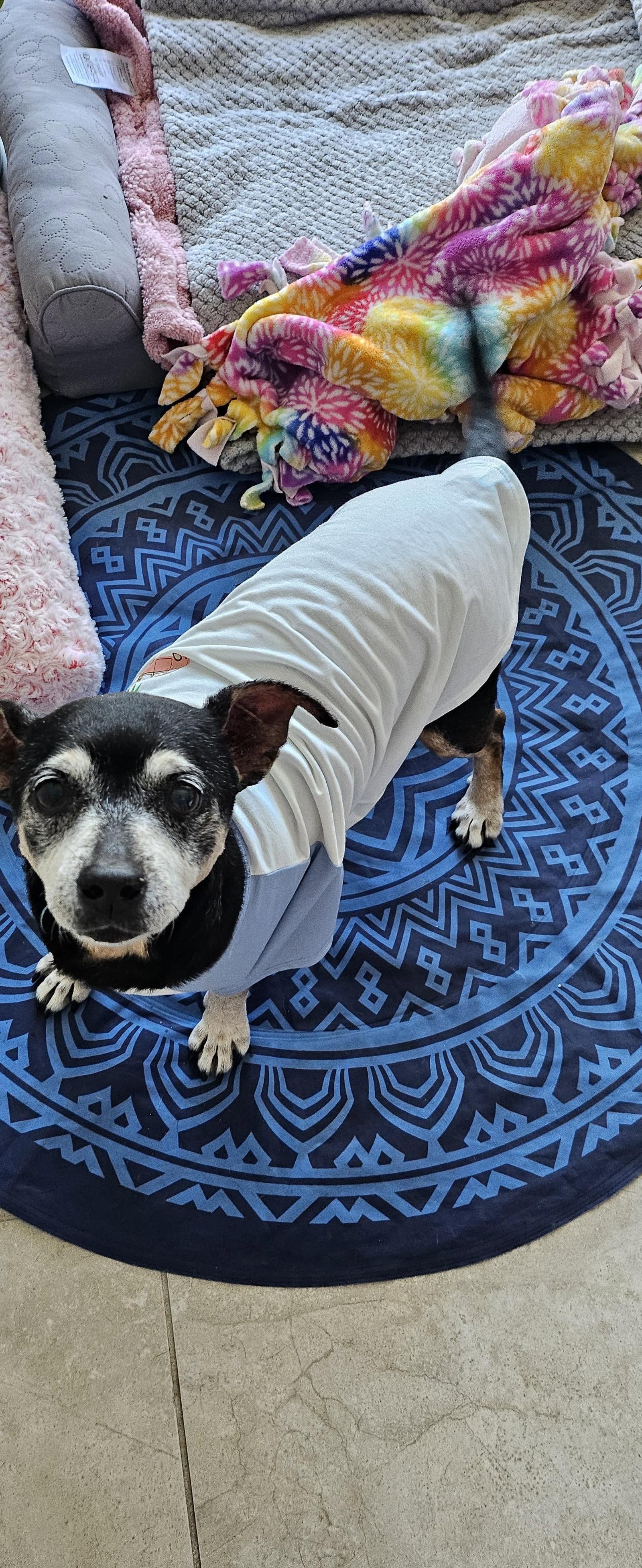 Snyder (being fostered in Miami, FL), a Adoptable mixed breed in Estero, FL image 3/3