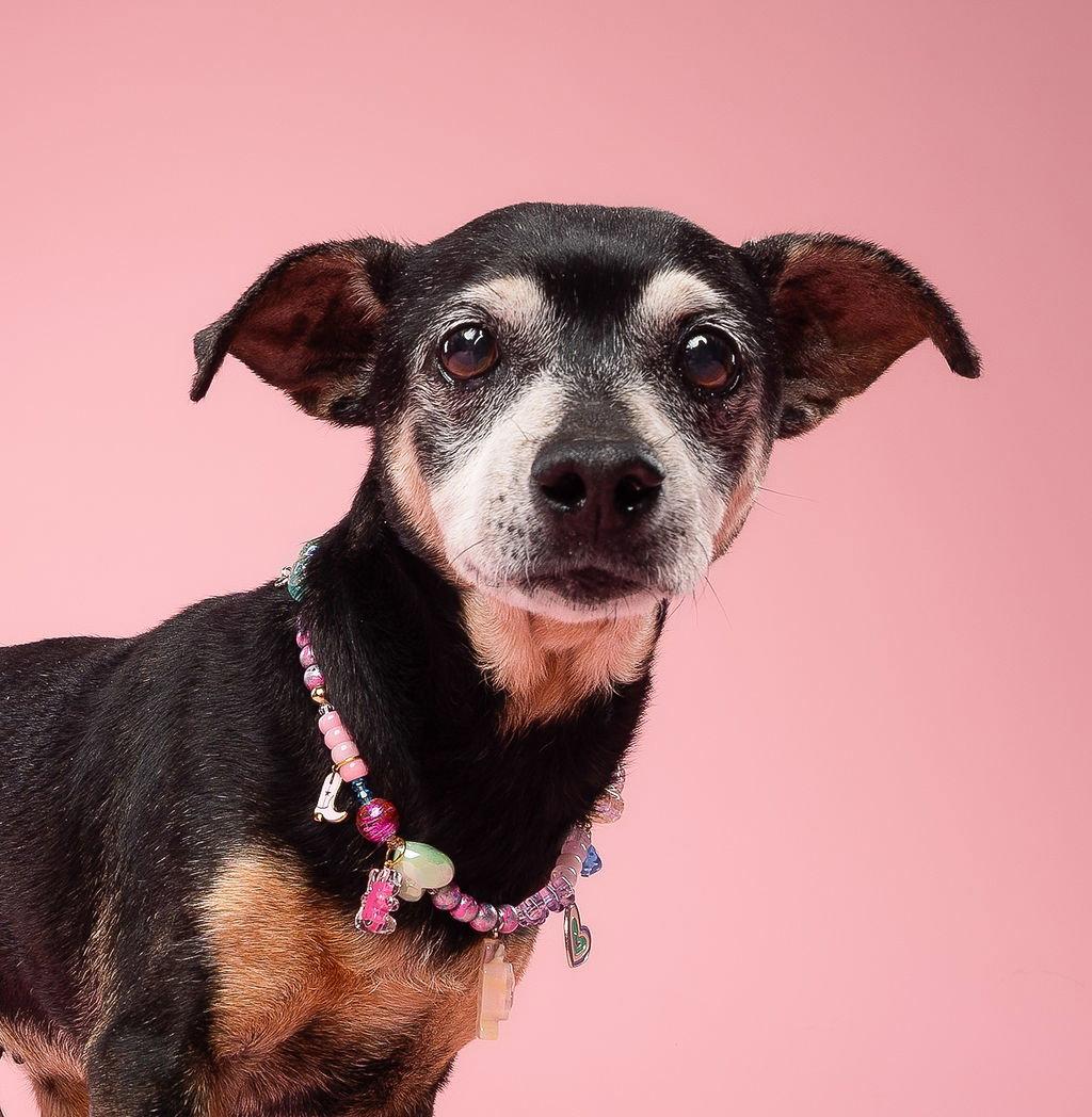 Snyder (being fostered in Miami, FL), Adoptable, Senior Female Dachshund & Chihuahua.