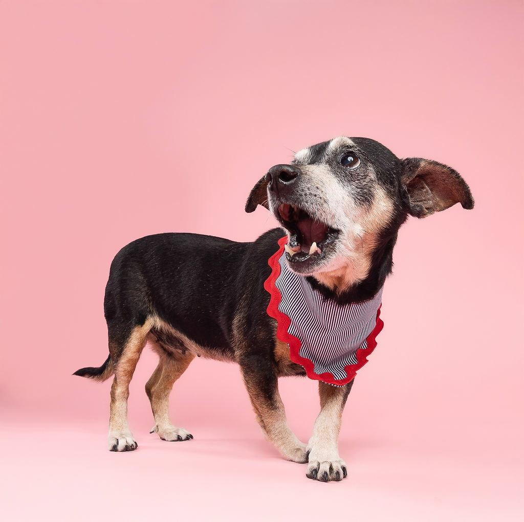 Enlarge Snyder (being fostered in Miami, FL), a Adoptable mixed breed in Estero, FL image 2/3