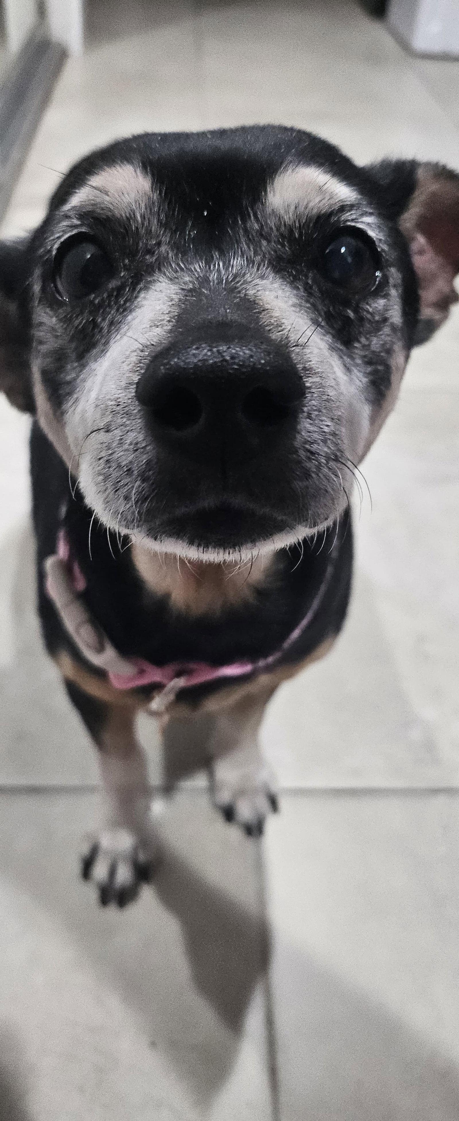 Enlarge Snyder (being fostered in Miami, FL), a Adoptable mixed breed in Estero, FL image 2/3