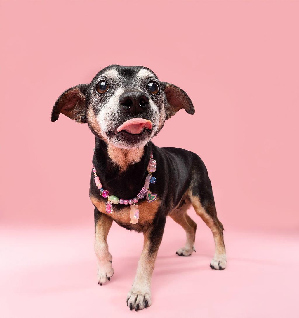 Enlarge Snyder (being fostered in Miami, FL), a Adoptable mixed breed in Estero, FL image 3/3
