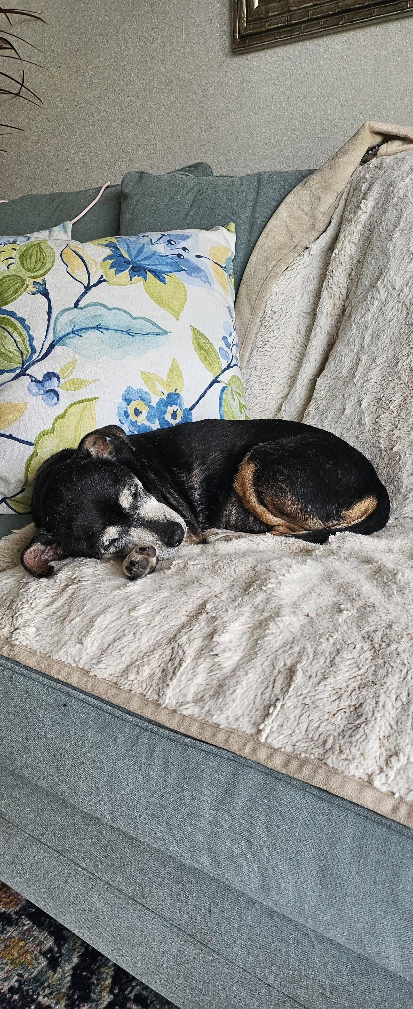 Enlarge Snyder (being fostered in Miami, FL), a Adoptable mixed breed in Estero, FL image 3/3