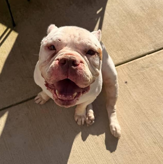 Chuck, a ADOPTABLE English Bulldog in Spring hill, TN image 4/4