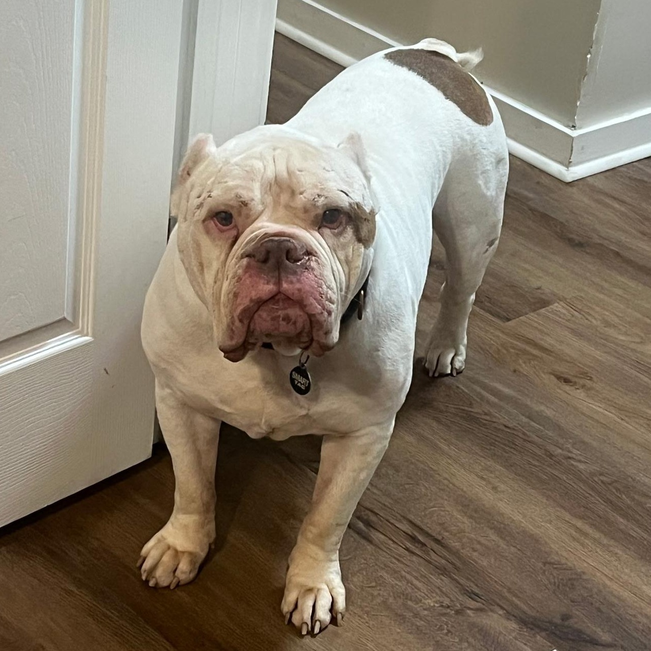 Chuck, adoptable, Adult Male English Bulldog.