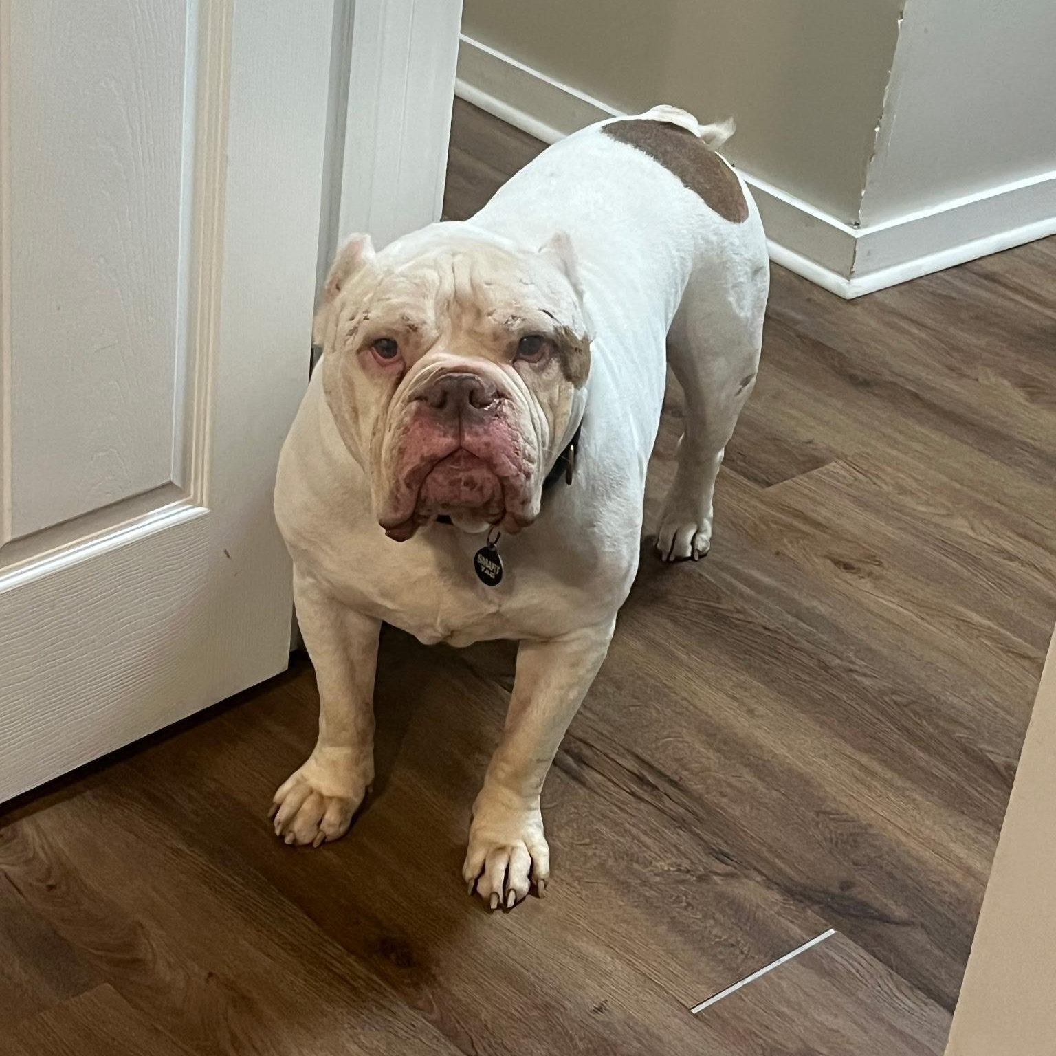 Chuck, a ADOPTABLE English Bulldog in Spring hill, TN image 3/4