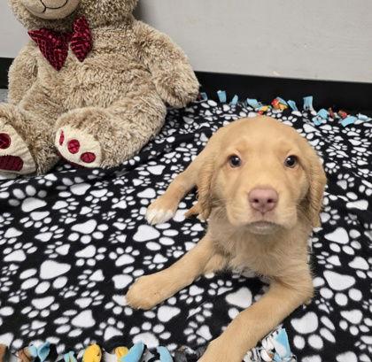 Dunks, Adoptable, Young Female Golden Retriever.