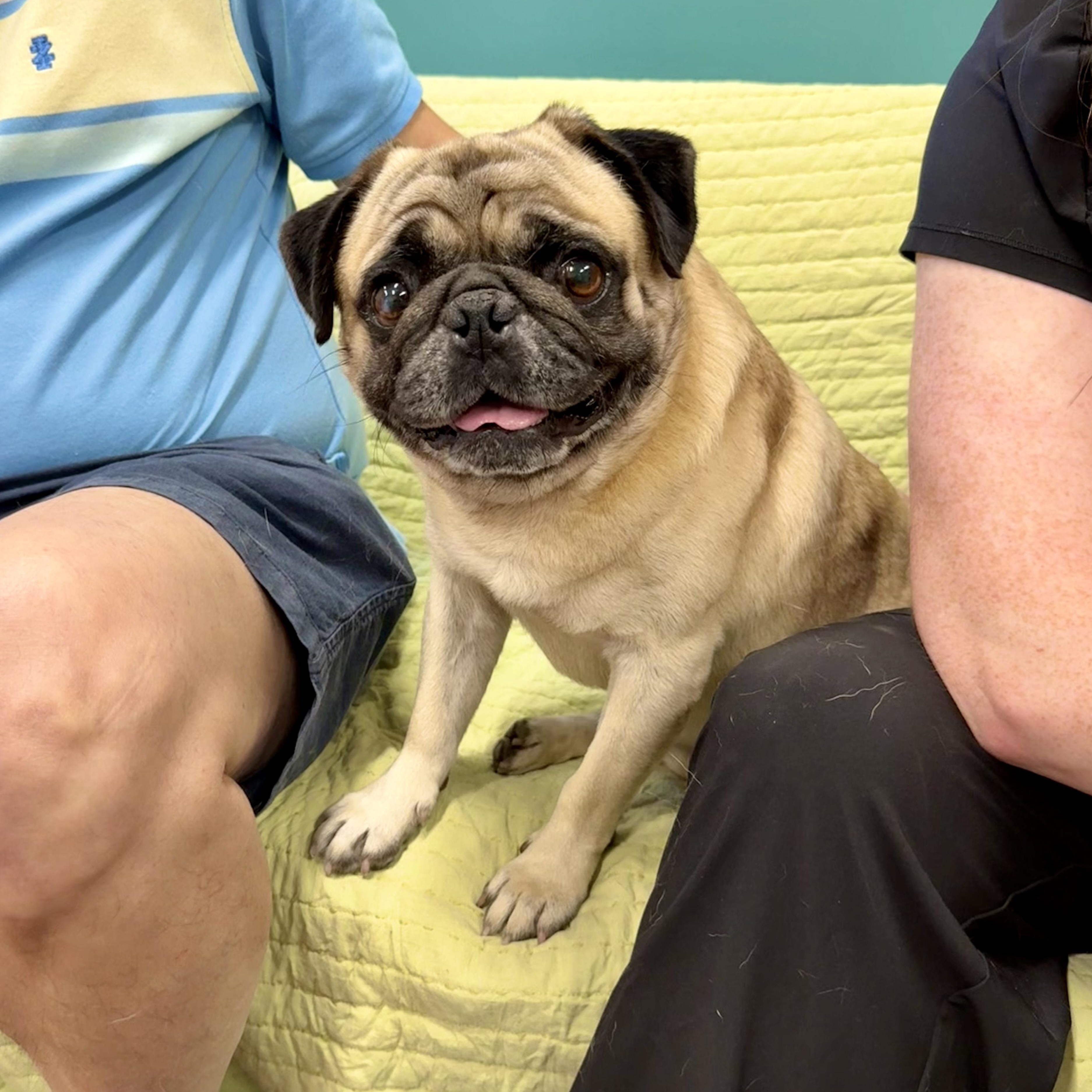 Enlarge Wiggles, a Adopted Pug in Savannah, GA image 1/3