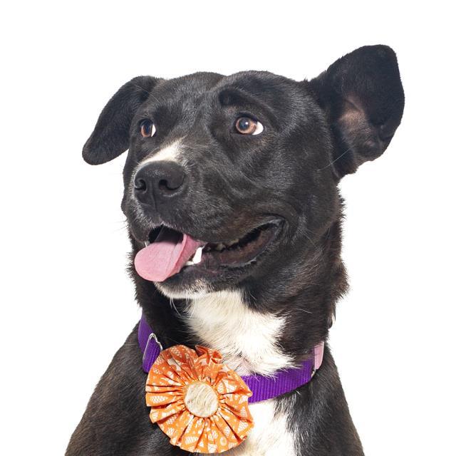 Enlarge TESSA, a Adoptable mixed breed in Santa Maria, CA image 1/1
