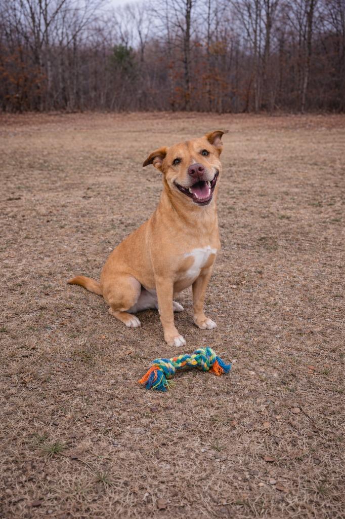 Holly, Adoptable, Young Female Labrador Retriever & Boxer.