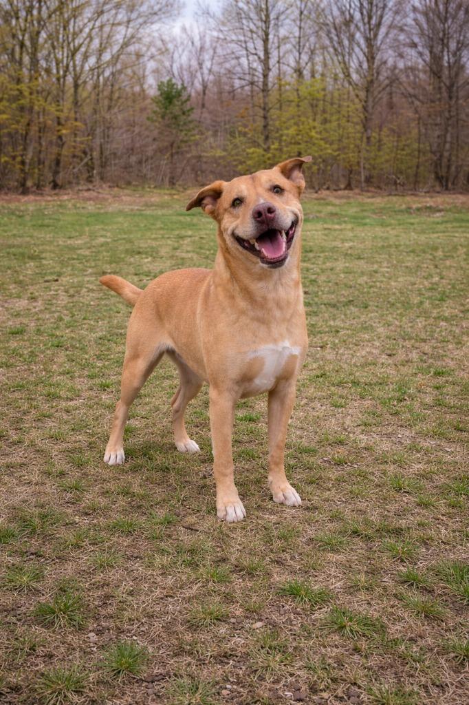 Enlarge Holly, a Adoptable mixed breed in Mountain Home, AR image 2/2