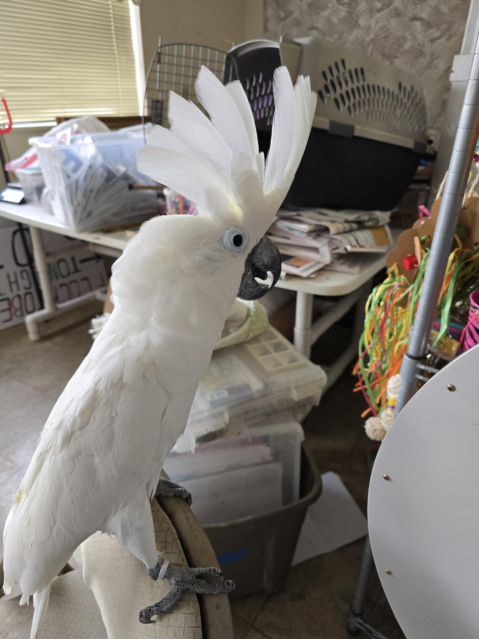 Coco, Adopted, Adult Male Cockatoo.