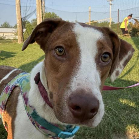 Honeybun, Adoptable, Adult Female Mixed Breed.