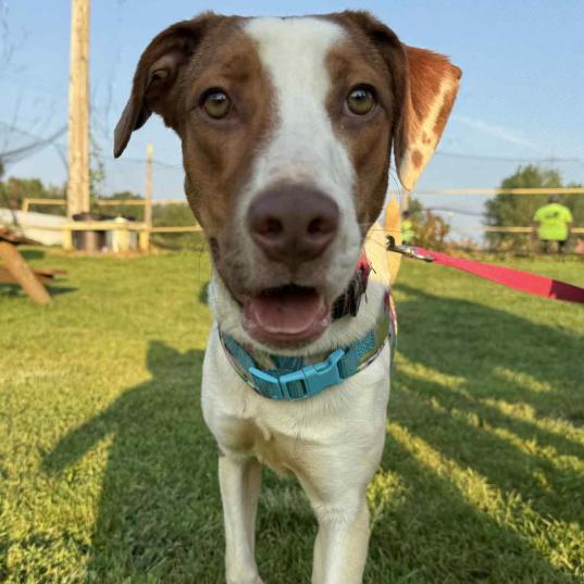 Enlarge Honeybun, a Adoptable Mixed Breed in Coralville, IA image 2/2
