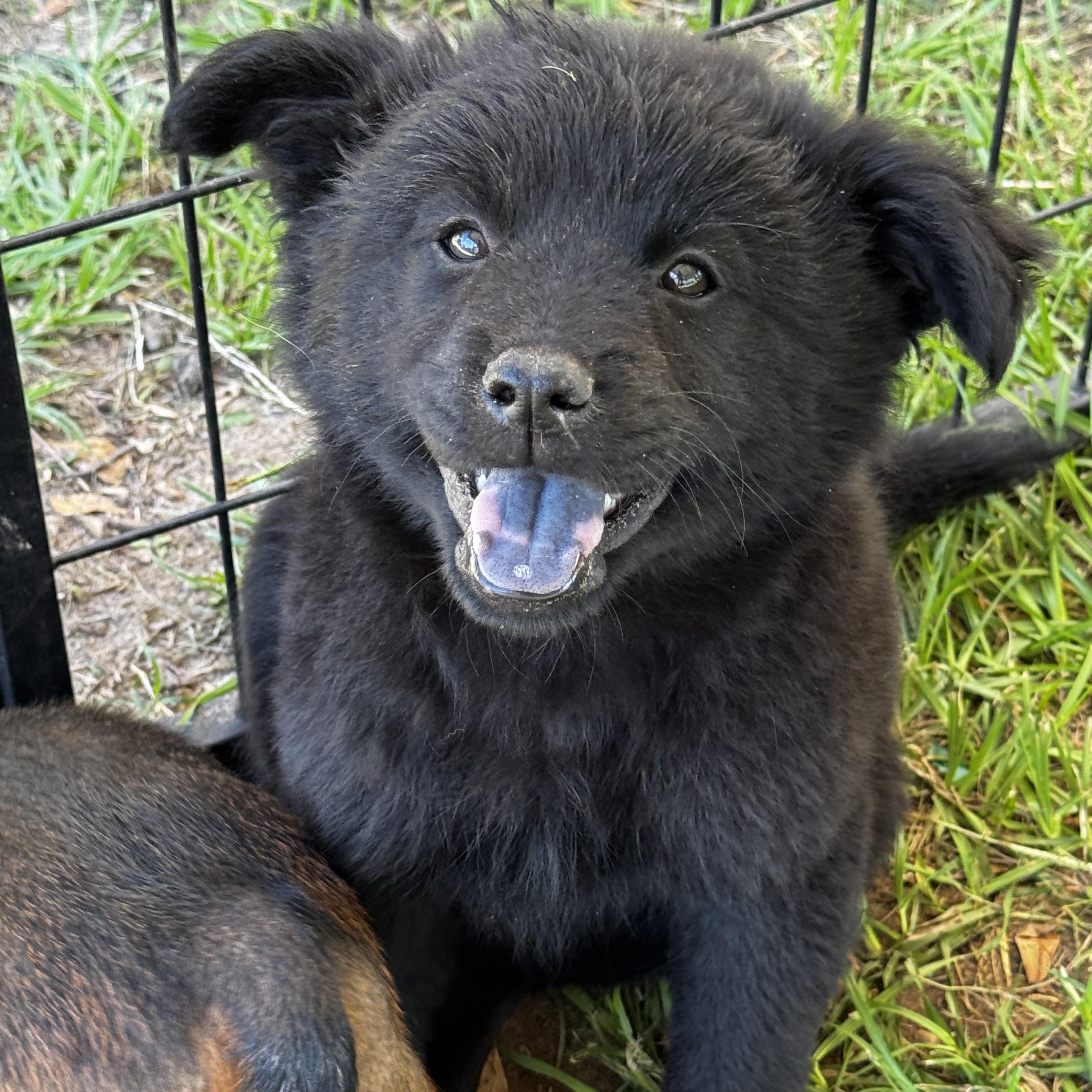 Enlarge Clara Belle, a ADOPTABLE mixed breed in Boston, MA image 5/6