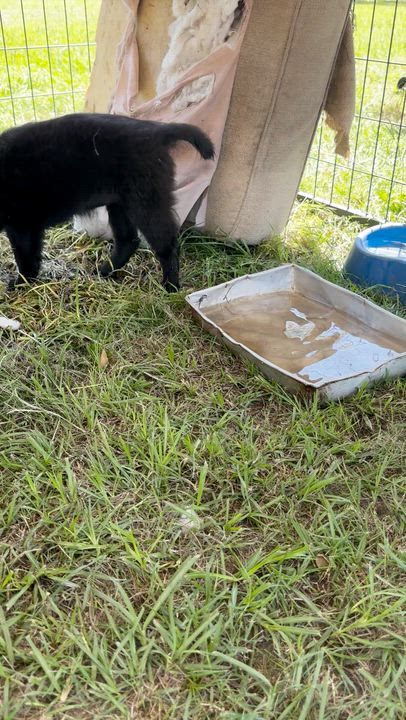 Enlarge Clara Belle, a ADOPTABLE mixed breed in Boston, MA video 3/6