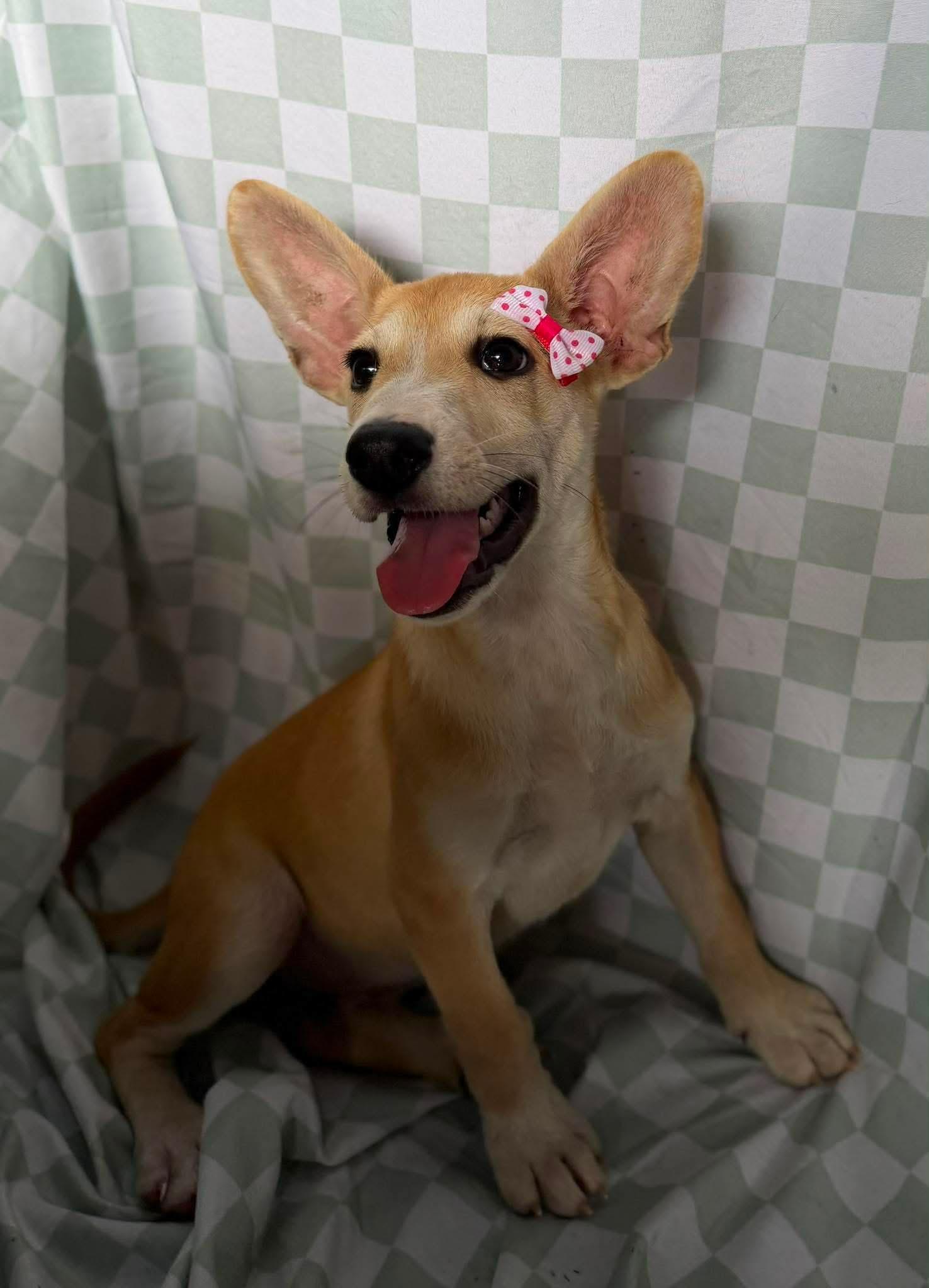 Enlarge Kala, a ADOPTABLE mixed breed in New York, NY image 3/6