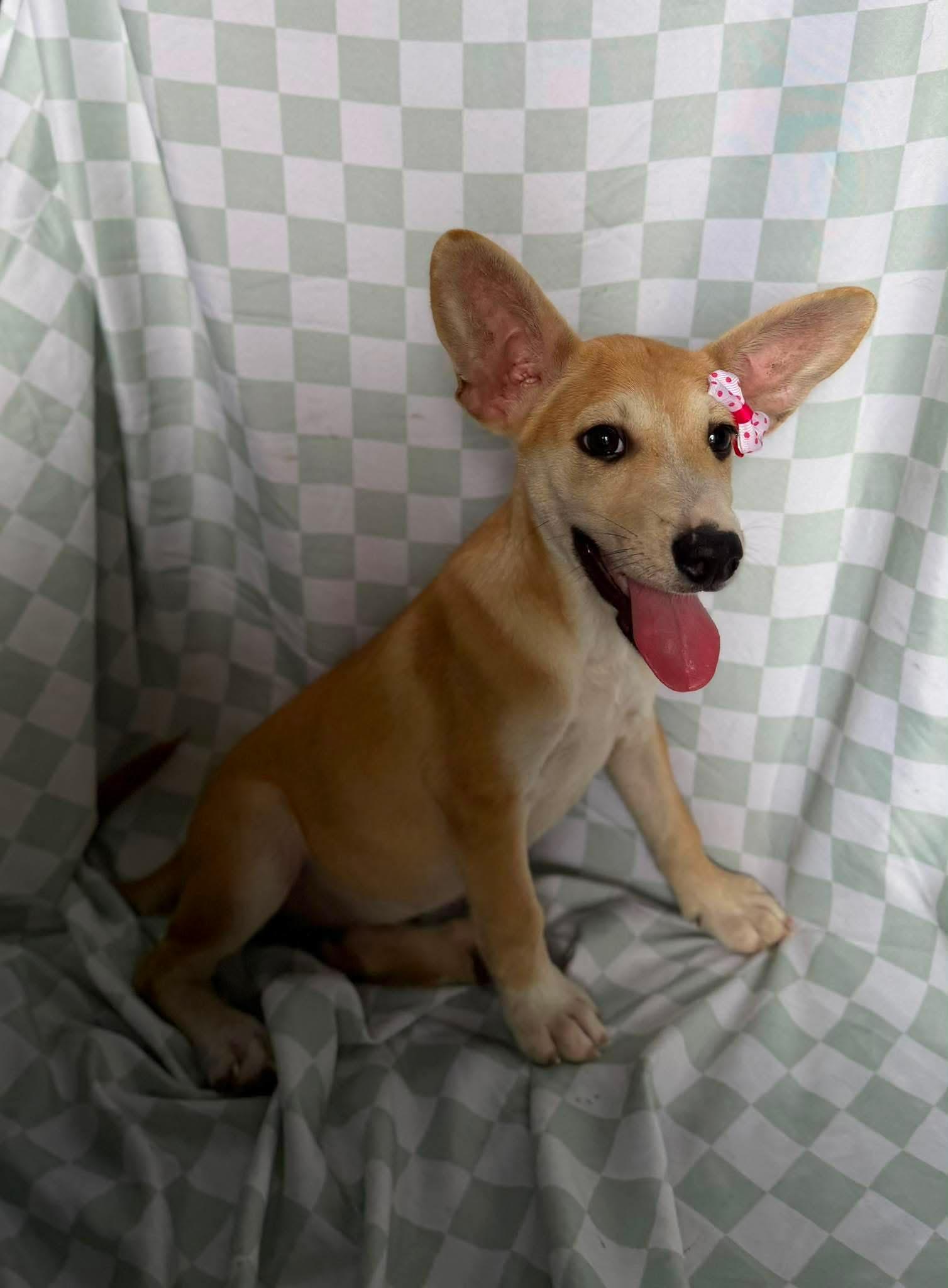 Enlarge Kala, a ADOPTABLE mixed breed in New York, NY image 2/6