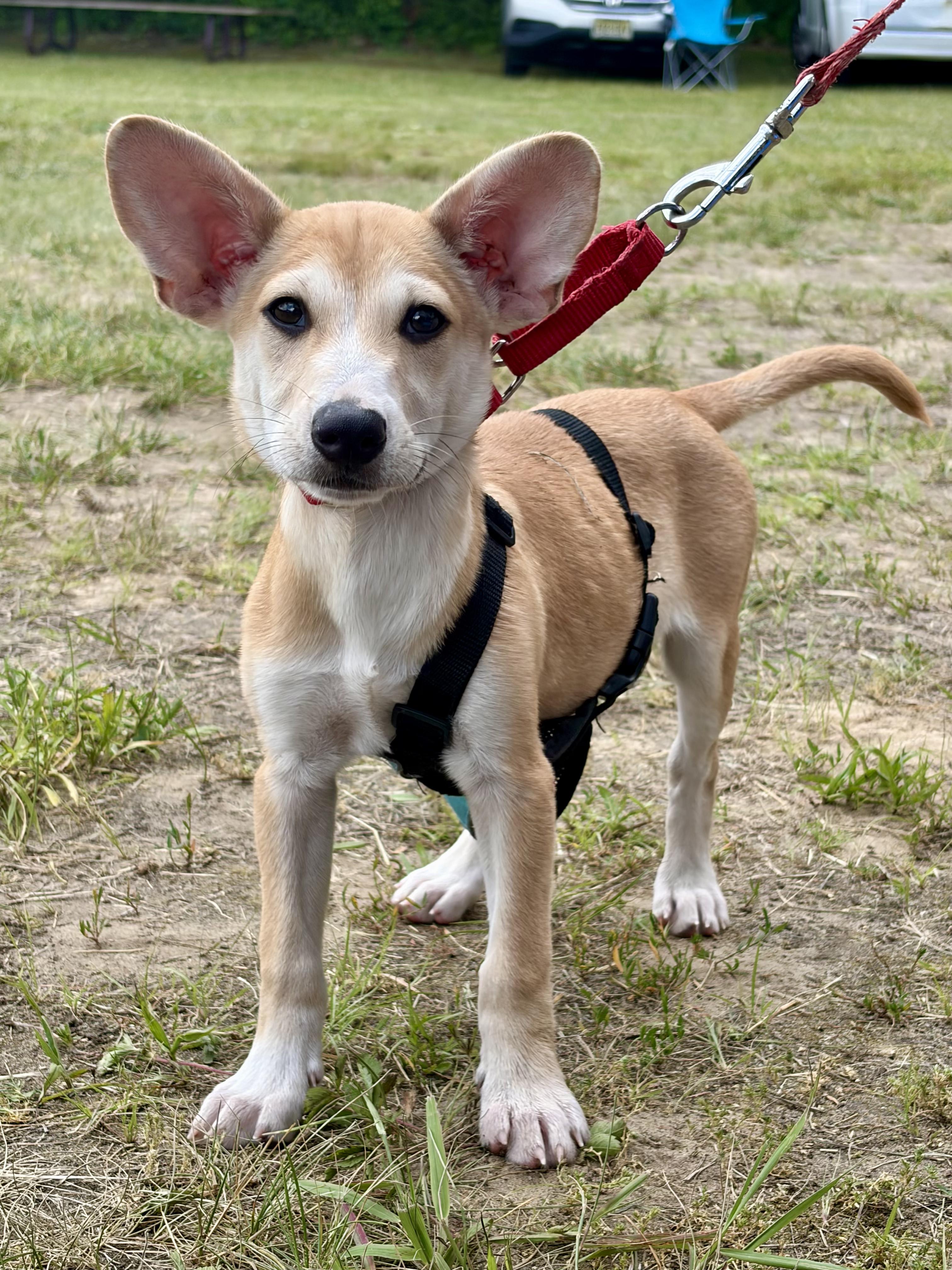 Enlarge Kala, a ADOPTABLE mixed breed in New York, NY image 6/6