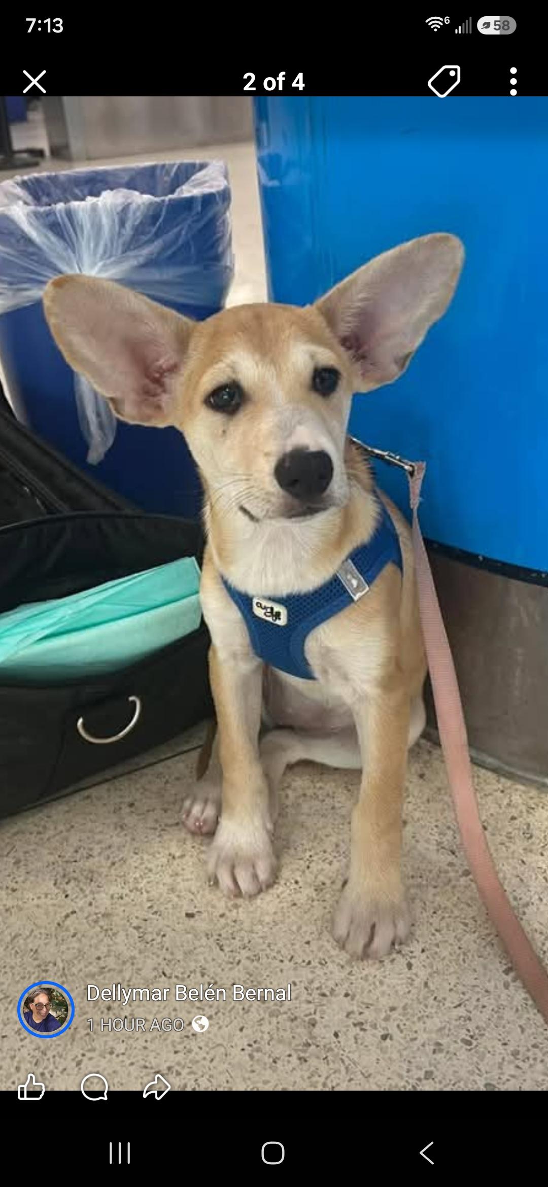 Enlarge Kala, a ADOPTABLE mixed breed in New York, NY image 4/6