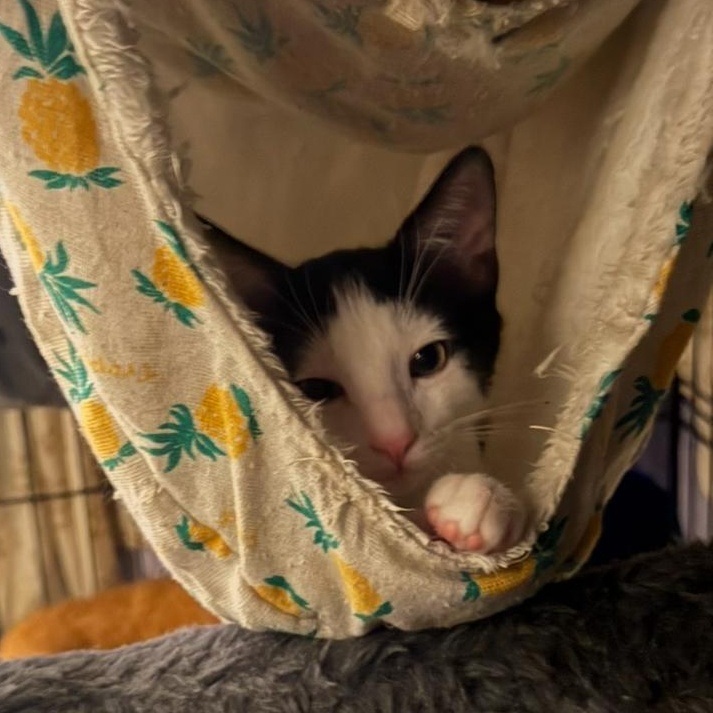 Enlarge Bonnie, a Adoptable Domestic Short Hair in Orange, CA image 1/1