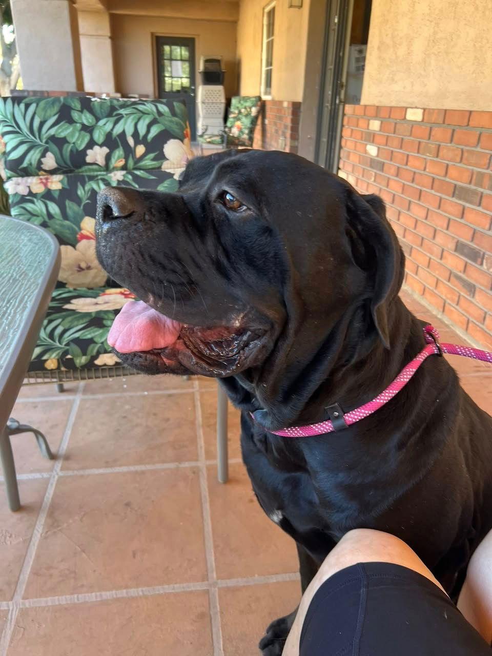 Bobo, Adoptable, Young Male Cane Corso.