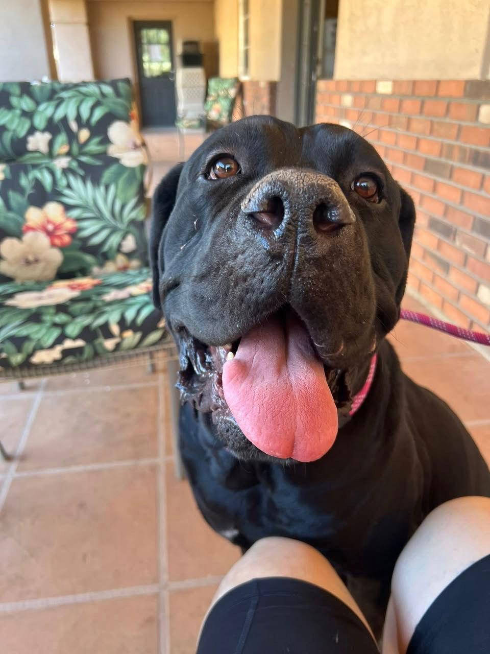 Enlarge Bobo, a Adoptable Cane Corso image 2/3