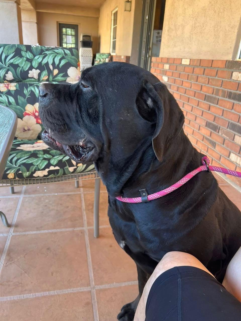 Enlarge Bobo, a Adoptable Cane Corso image 3/3