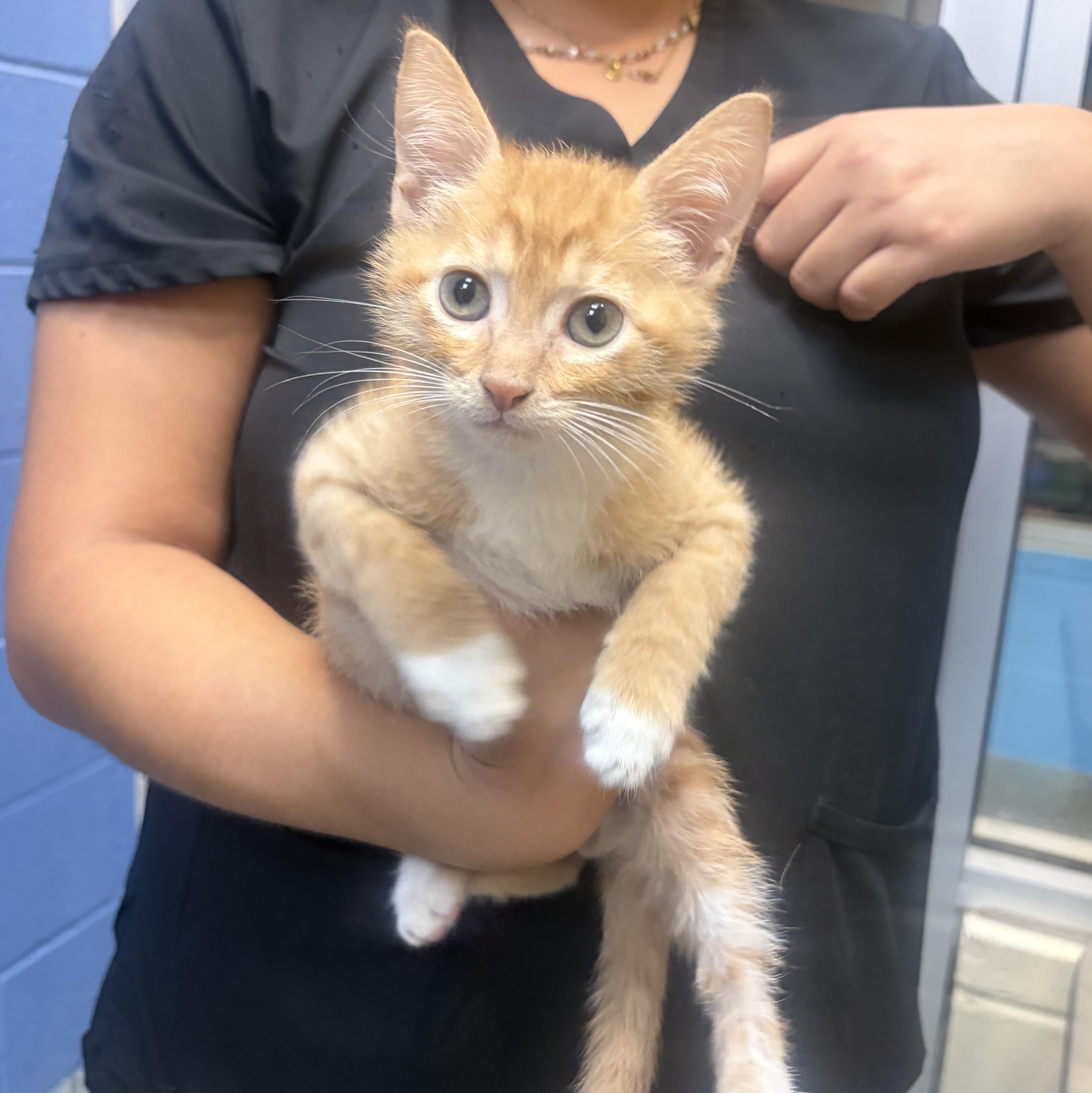 Enlarge Texas, an adopted Domestic Short Hair in Charleston, SC image 1/1