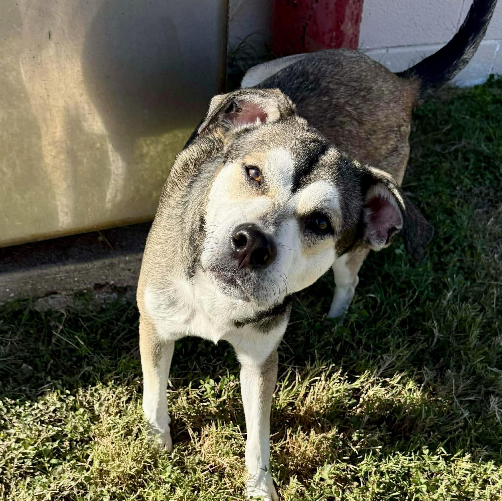 Enlarge Dan , a Adoptable mixed breed in Vancouver , WA image 5/6