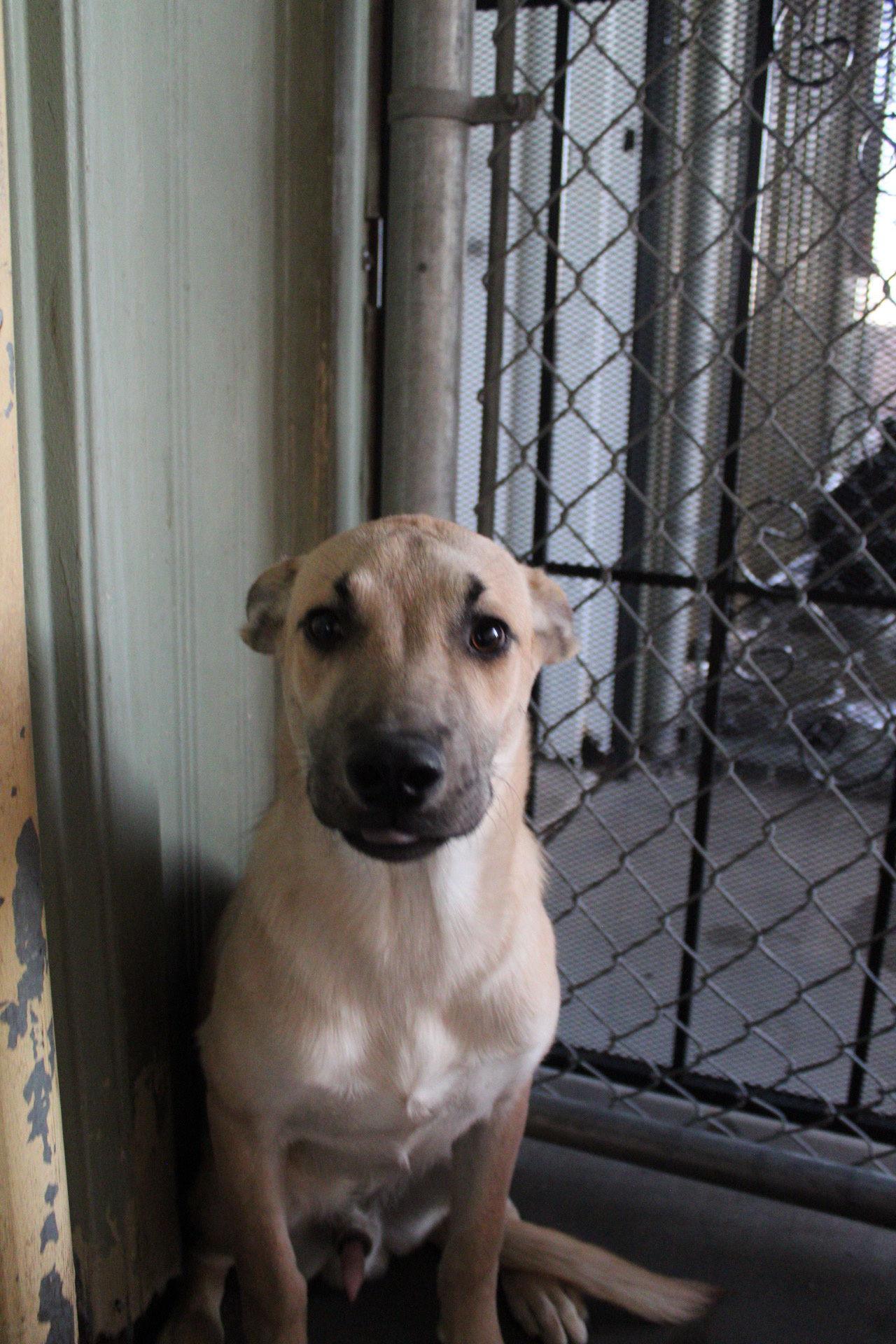 Sam, Adoptable, Young Male Shepherd.