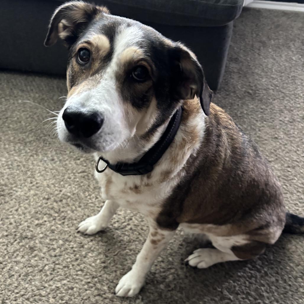 Biscuit, Adoptable, Senior Female Cattle Dog & Mixed Breed.